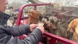 Abandoned in the Cold 28 Dogs Who Refused to Give Up Hope