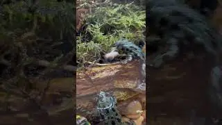 Fire Belly Toad Hunting🐸