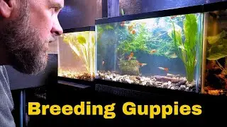 Setting Up New Guppy Breeding Tanks - Breeding Guppies for Color