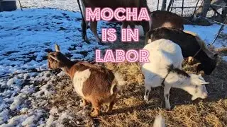 Full Nigerian Dwarf Goat Birth!