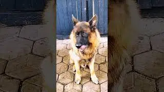 A Day in the Life of Loyal Wolf Fang #WolfFangChronicles #LoyalGuardian #AdorablePet