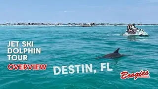Jet Ski Dolphin Tour Overview
