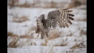 The Great Gray Owl