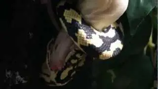 Feeding Zeus my Jungle python