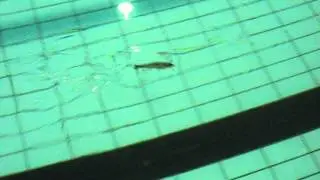 AR Lures Jerkbait-T 2