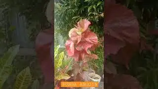 #SHORTS# Bunga ANGGIN# Part 1