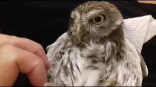 5- The baby Owl I found can't fly.Die Baby-Eule, die ich gefunden habe, kann nicht fliegen.