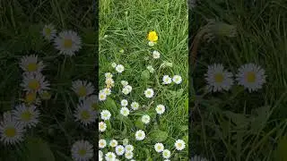AMAZING DAISIES GRASS #viral #satisfying #amazing #trending #uk #asmr #flowers #daisy #shorts