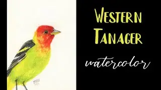 Realistic Western Tanager / Watercolor painting / Speed Painting
