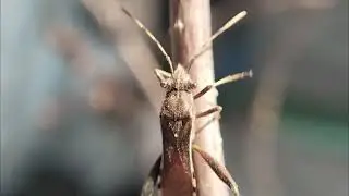 Coreidae