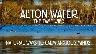4k Relaxing & Peaceful Winter Lakeside Walk at Alton Water Park Suffolk. No Music