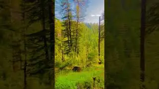 #military #travel #soldier #specialforces #army 💯☠️🥷# short 💯# subscribe
