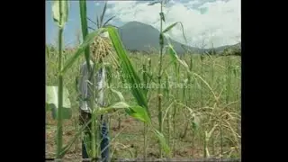 EL SALVADOR: FARMERS COUNT THE COST OF RECENT DROUGHT