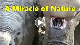 An Elephant's Survival Instinct - A Miracle of Nature