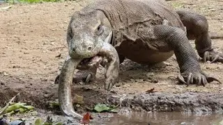 #Viralvidio❗️Mud snake eaten by Komodo dragon😱#Komodowildlife 