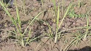 Sugarcane Farming After Rain | 5 Feet Bed Technique Explained