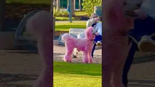 Pink poodle spotted yesterday in South Beach, FL.Filmed exclusively for us by my good friend Scott