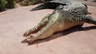 Crocodile feeding in Crocopark Agadir Morocco