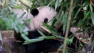 花宝今日份吃播#panda #cute #大熊猫 #pandahehua #zoo #animals