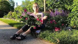 Использование вырубленных растений в дизайне моего сада 🌺🪴🌺 // Пригородный оазис