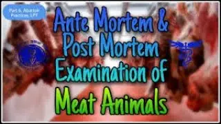 Post-Mortem Inspection (3.14): Dr. Mandal PK