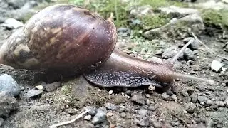 SNAILS ARE WEAK AND TIRED OF THE CONDITIONS THAT OCCURS