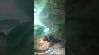 black moor golden fish