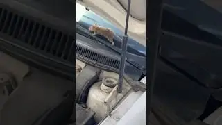 Rata mecanico 🐀⚙️🧰 #animals #haswer  #ratas #memes #funny #m&eacute;xico #carro #rata