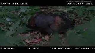 Wrong Turn 3 &mdash; Deleted Scenes [RUSSAB]