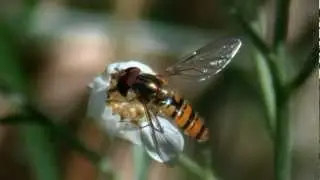 Marmalade Hoverfly - SONY RX100 + NIKON ED82 Fieldscope