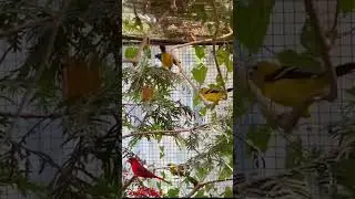 Softbills | Aviary Birds | Nordsjaelland Bird Zoo