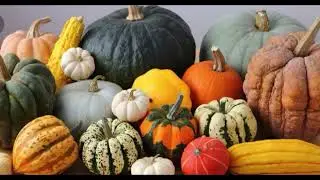 IT IS NOT HALLOWEEN How to grow pumpkins & squash from seed to harvest/  beginners guide
