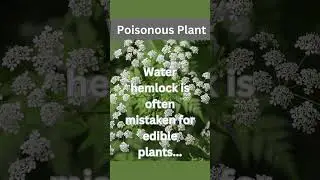 Poisonous Plants Facts - Water hemlock