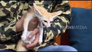 Fennec Fox, Rubah Terkecil Di Dunia | HITAM PUTIH (08/02/19) Part 3