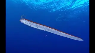 The Giant Oarfish