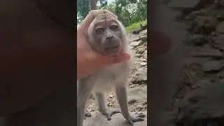 How to Calm a Raging Monkey? 🤯 Her SHOCKINGLY Simple Method! ✨ #shorts #fun #funny #trending #usa
