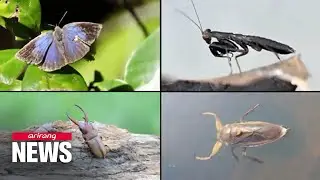 Four rare insect species discovered in Jeju Island's wetlands