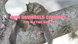 🐿️How squirrels compete for mating rights ?