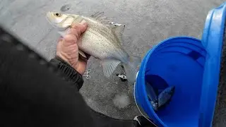 Holiday Break Ice Fishing | White Bass Jigging Tips!