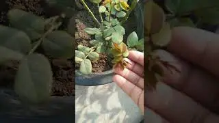 Rose new growth and buds again! #rose #plant #shorts #garden