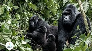 Gorilla Baby naming the 2