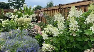 How I deal with floppy hydrangea blooms after heavy summer storm in Late August 2022