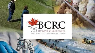Celebrating 25 Years of Beef Industry Research