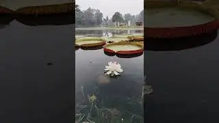 water lily 🚰 #please like comment share. #subscribe to my channel #youtuberchannel #newyoutuber
