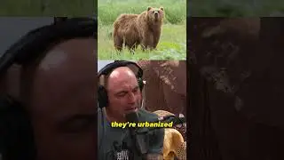 Rethinking Marine Parks and Zoos: A Paradigm Shift in Animal Experiences | Joe Rogan #1297