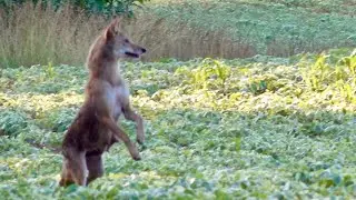 Coyote Hunting Agressive Early Summer Coyotes - Close Encounter Predator Hunts & Team Radical 4K