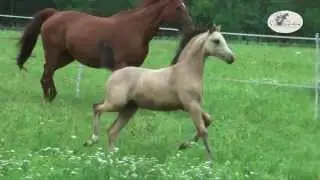 CREAM DELLA CREAM - Reitpony Stutfohlen von Caramel FH - FS Don't Worry (ET)