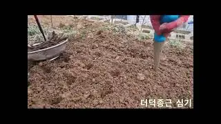 가데나 꼬챙이 파종기 영상1