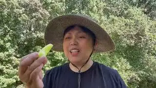 Harvesting Sweet Banana Peopers