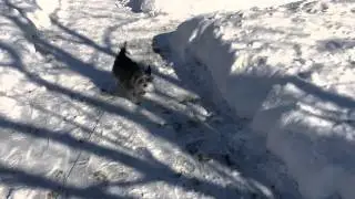 Ferocious arctic beast on the hunt